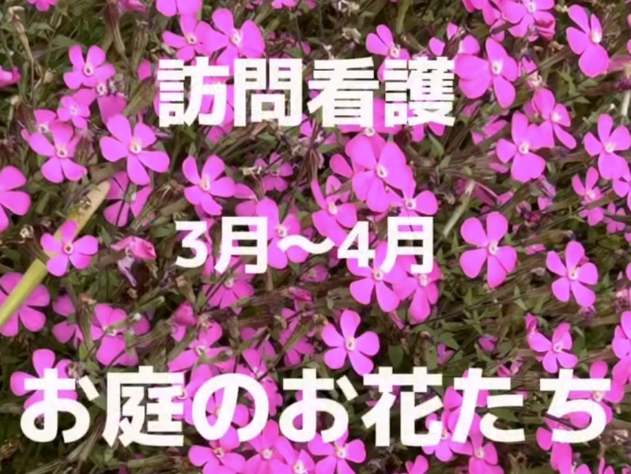 訪問看護 令和7年 3月〜4月のお庭のお花たち
