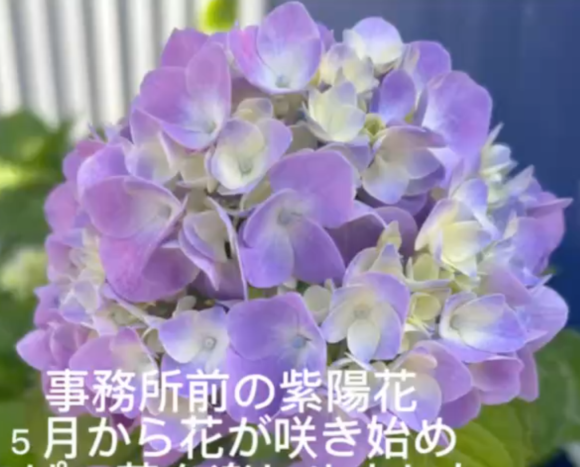 令和7年 事務所入り口の紫陽花