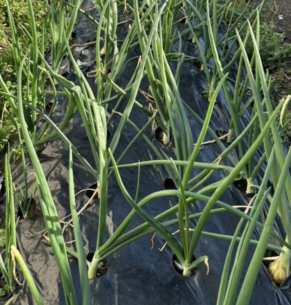 令和8年3月 眞内科農園情報