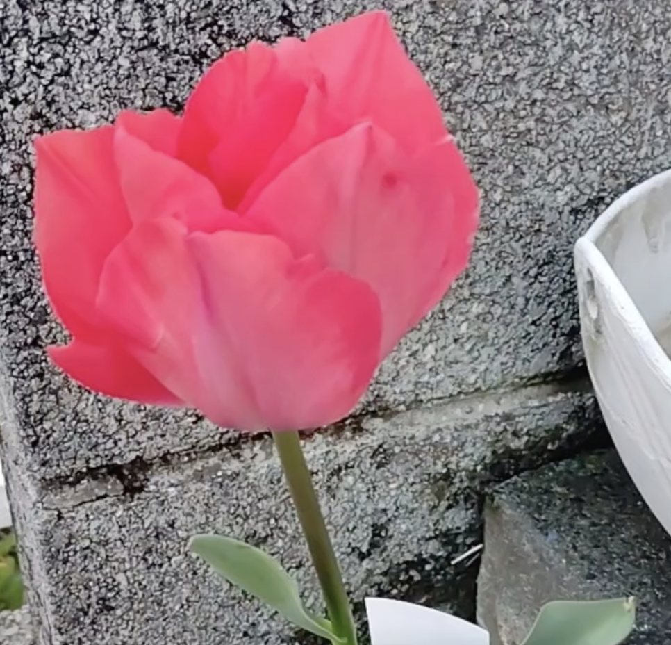 令和8年 春の花