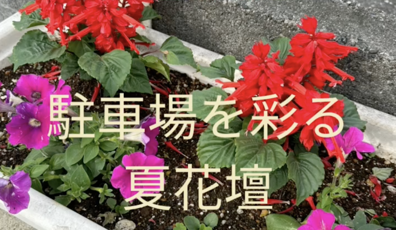 令和8年 駐車場を彩る夏花壇